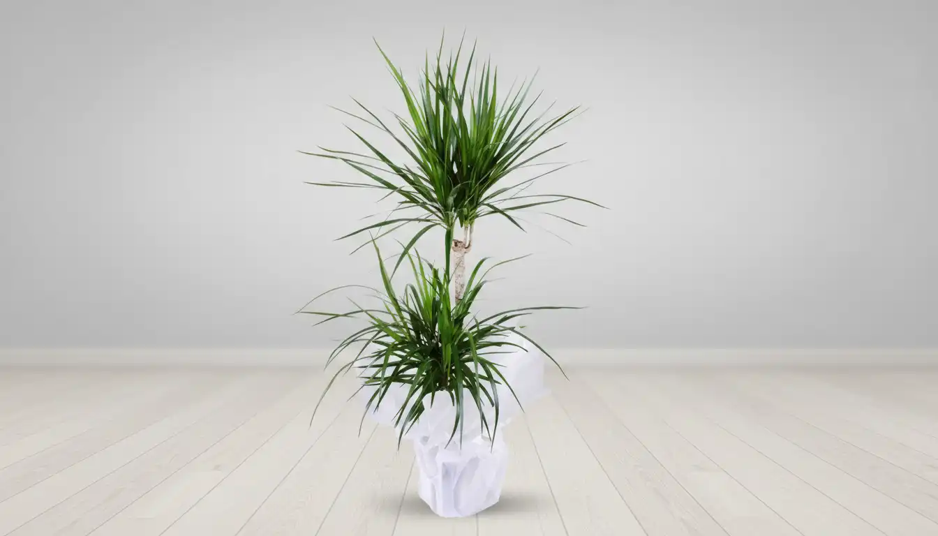 DRACENA MARGINATA URUN KODU SK03