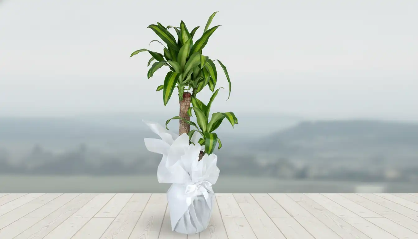 IKILI DRACENA MASSENGENA SAKSI CICEGI URUN KODU SK02