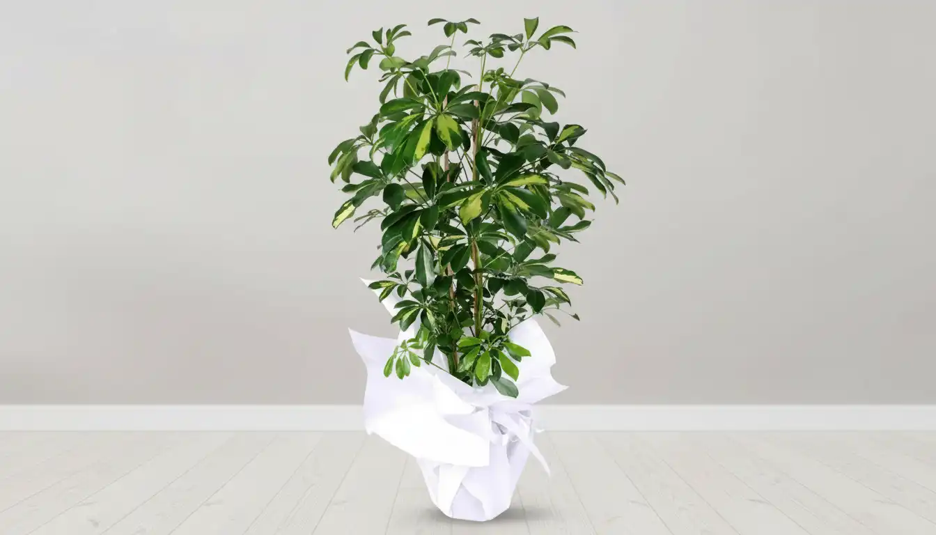 SCHEFFLERA SK09