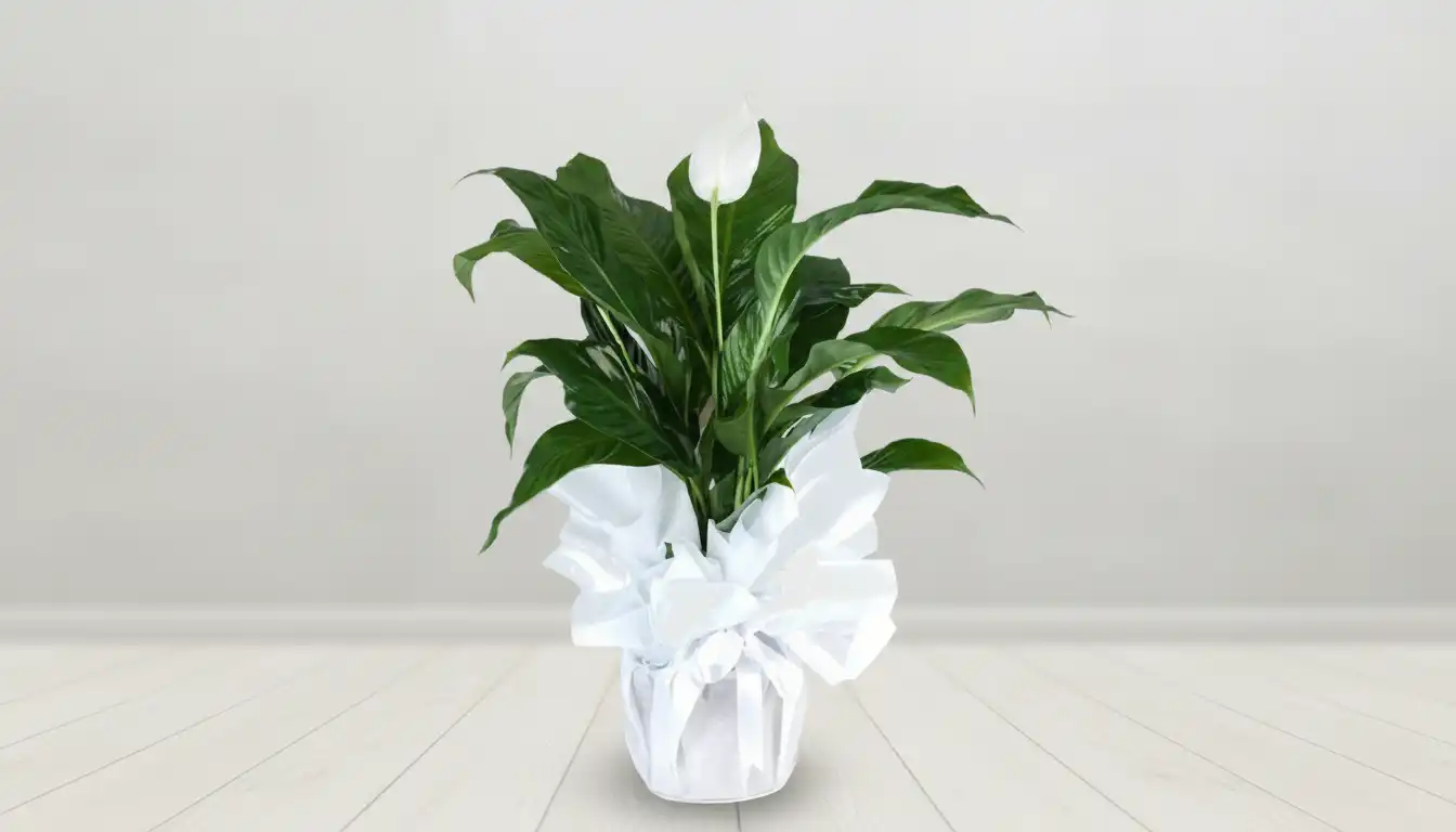 SK01